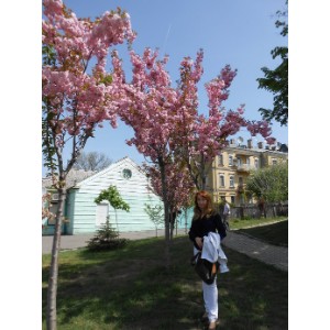 Лілія